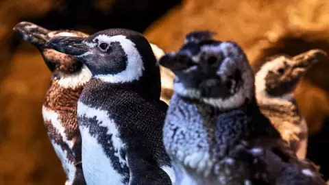 Imagem representativa: <p>Ingresso Oceanic Aquarium | Balne&aacute;rio Cambori&uacute; SC | Mais visitado&nbsp;|&nbsp;Compre seu ingresso parcelado</p>