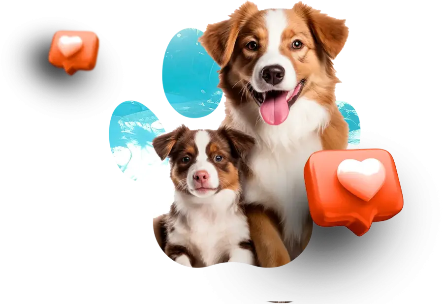 Seleção de hotéis pet friendly - Aqui seu melhor amigo não fica de fora