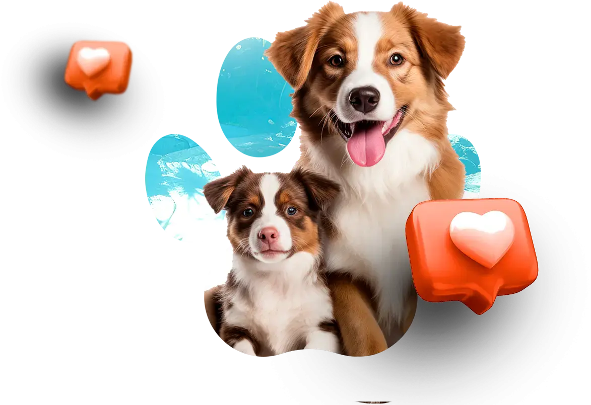 Imagem representativa Seleção de hotéis pet friendly